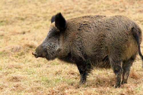 Wild hogs pose dangerous threat on Texas' 85-mph highway | Torque News